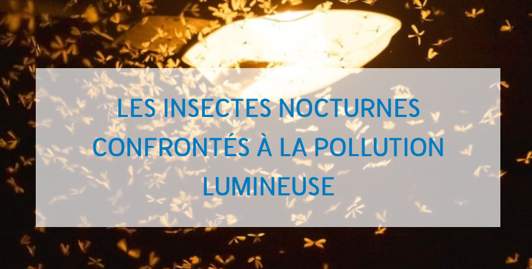 https://noe.org/des-lumieres-adaptees-a-la-protection-des-insectes-nocturnes